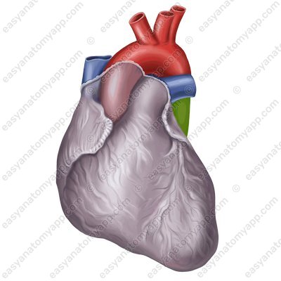Нисходящая часть аорты (pars descendens aortae)